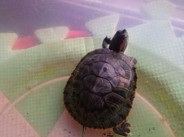 巴西龟肺炎了怎么治?最近两天乌龟四肢有点浮