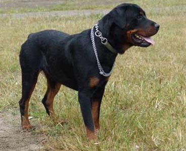 罗威纳犬掉毛吗 它的毛发比较短促_360问答