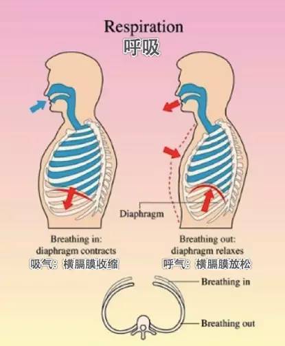 氧化过程所需要的氧气 借助于日夜不停进行的呼吸运动,不断地从空气中