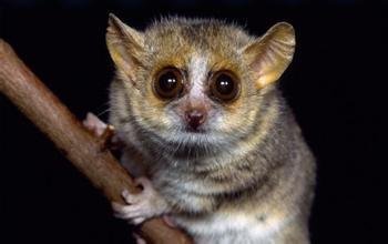 目录          类别 描述 莫特拉鼠是一种长相