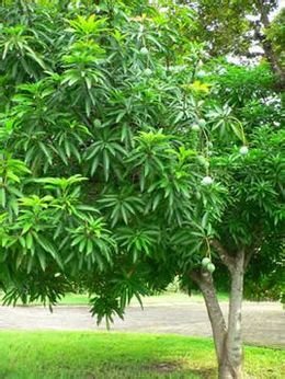 壳斗目,桦木科,桦木属落叶乔木.