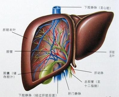 肝静脉疾病