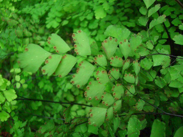 根状茎直立,顶部有深栗色披针形鳞片.