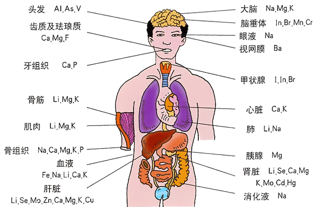 人体构造-360百科