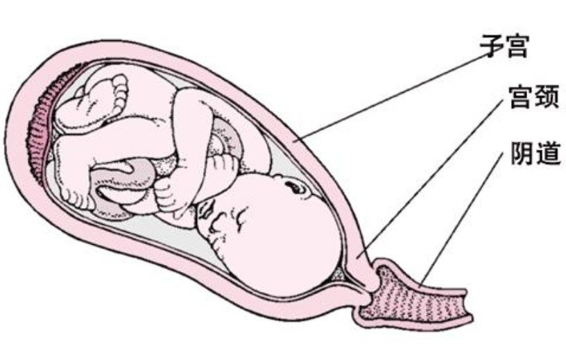 流过产的子宫口图片