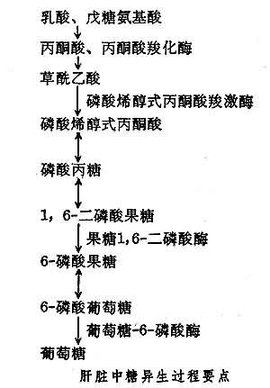 糖酵解途径_360百科