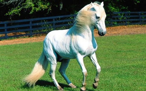 帝王坐骑白色的卢马
